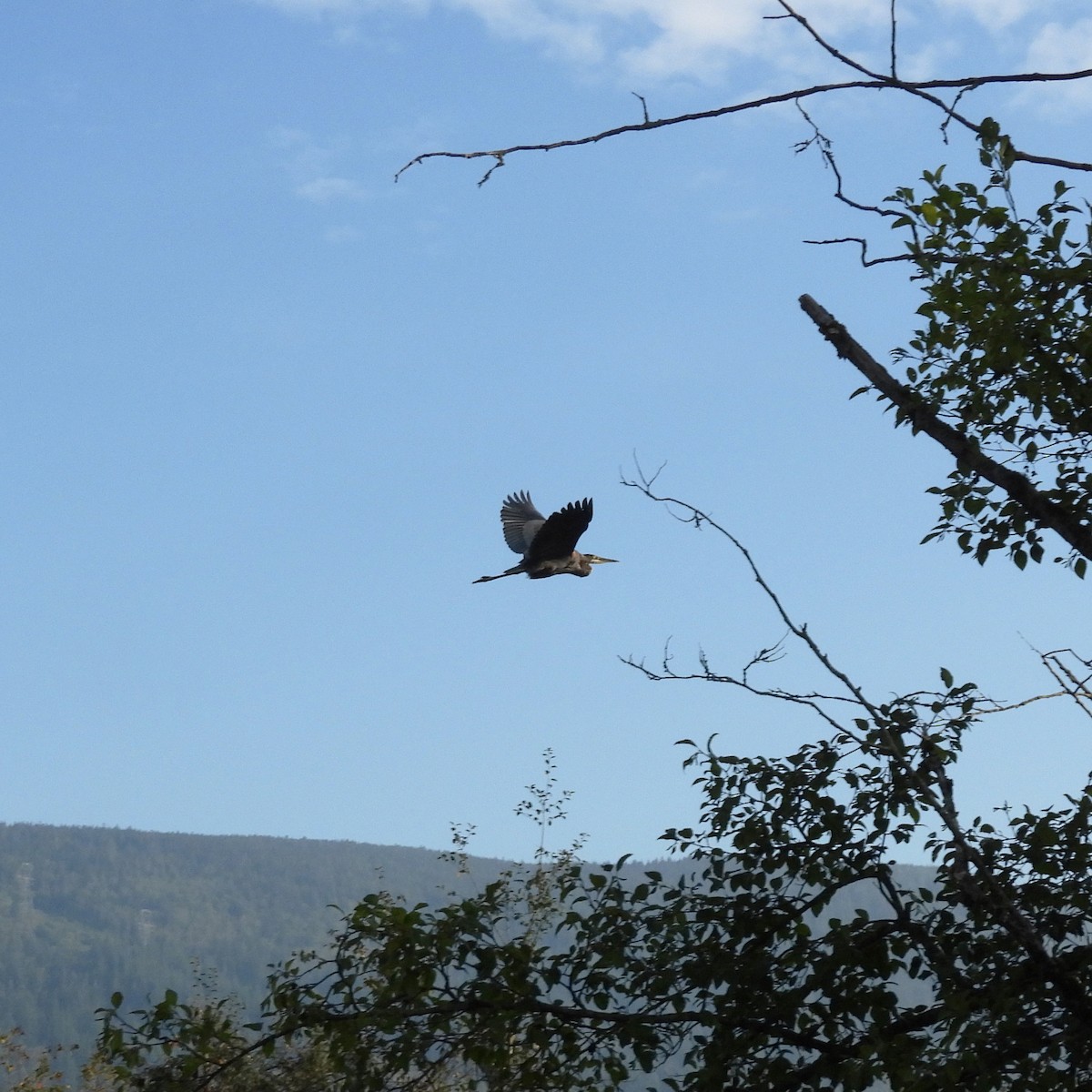 Garza Azulada - ML641217735