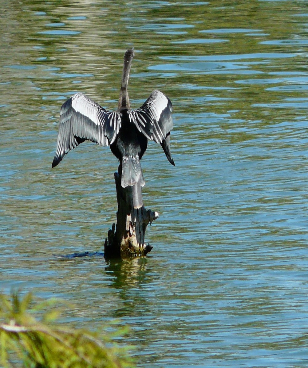 Anhinga Americana - ML641217749