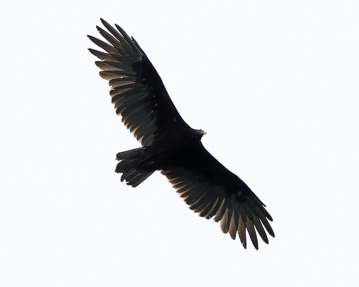 Aura Gallipavo - ML641217768
