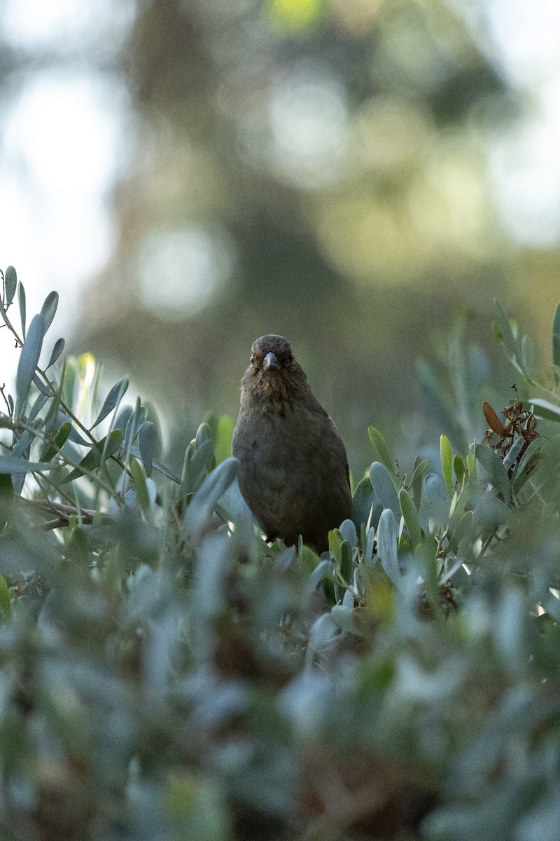 California Towhee - ML641217855