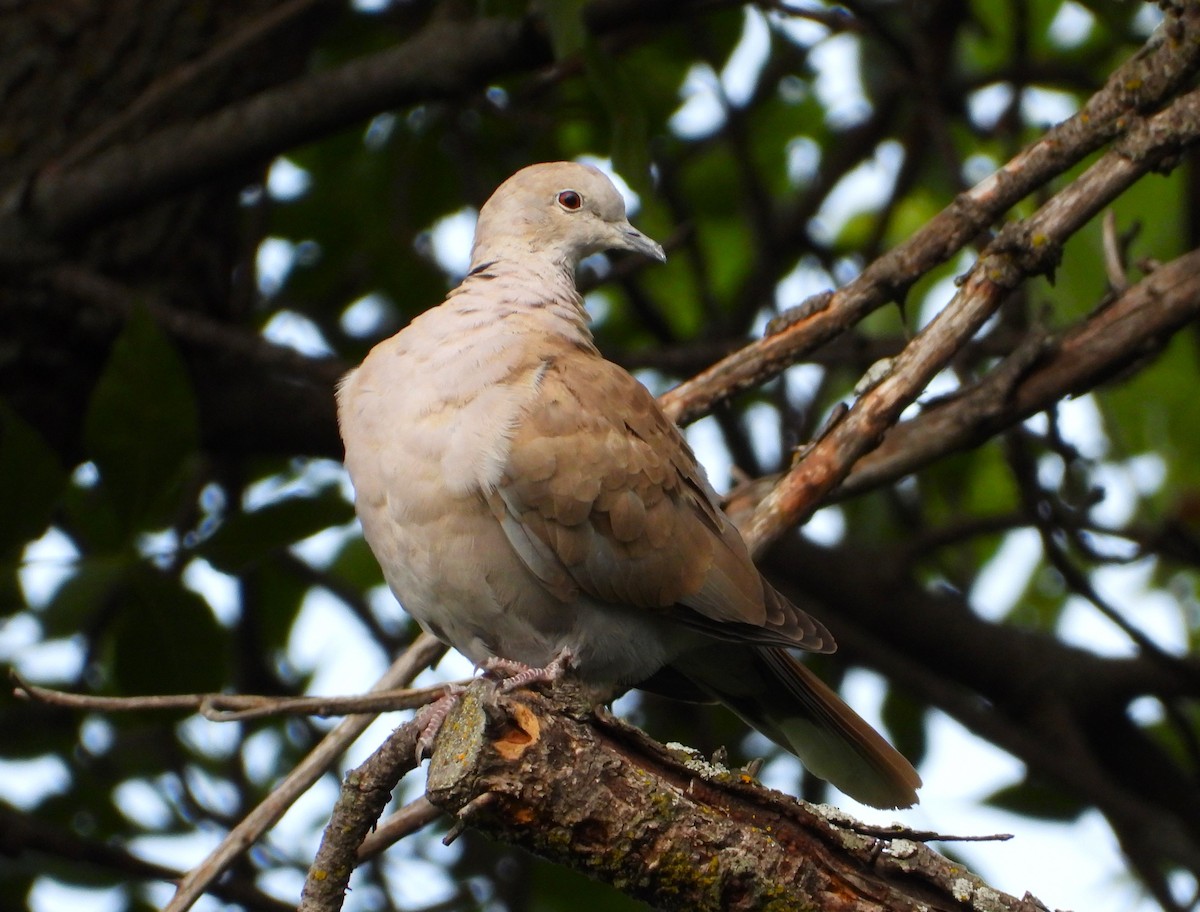 tyrkerdue - ML641217857