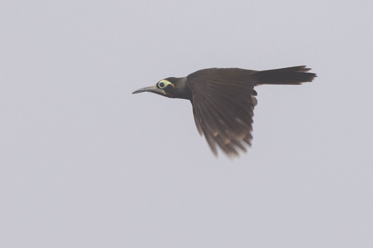 Yellow-browed Melidectes - ML641217862