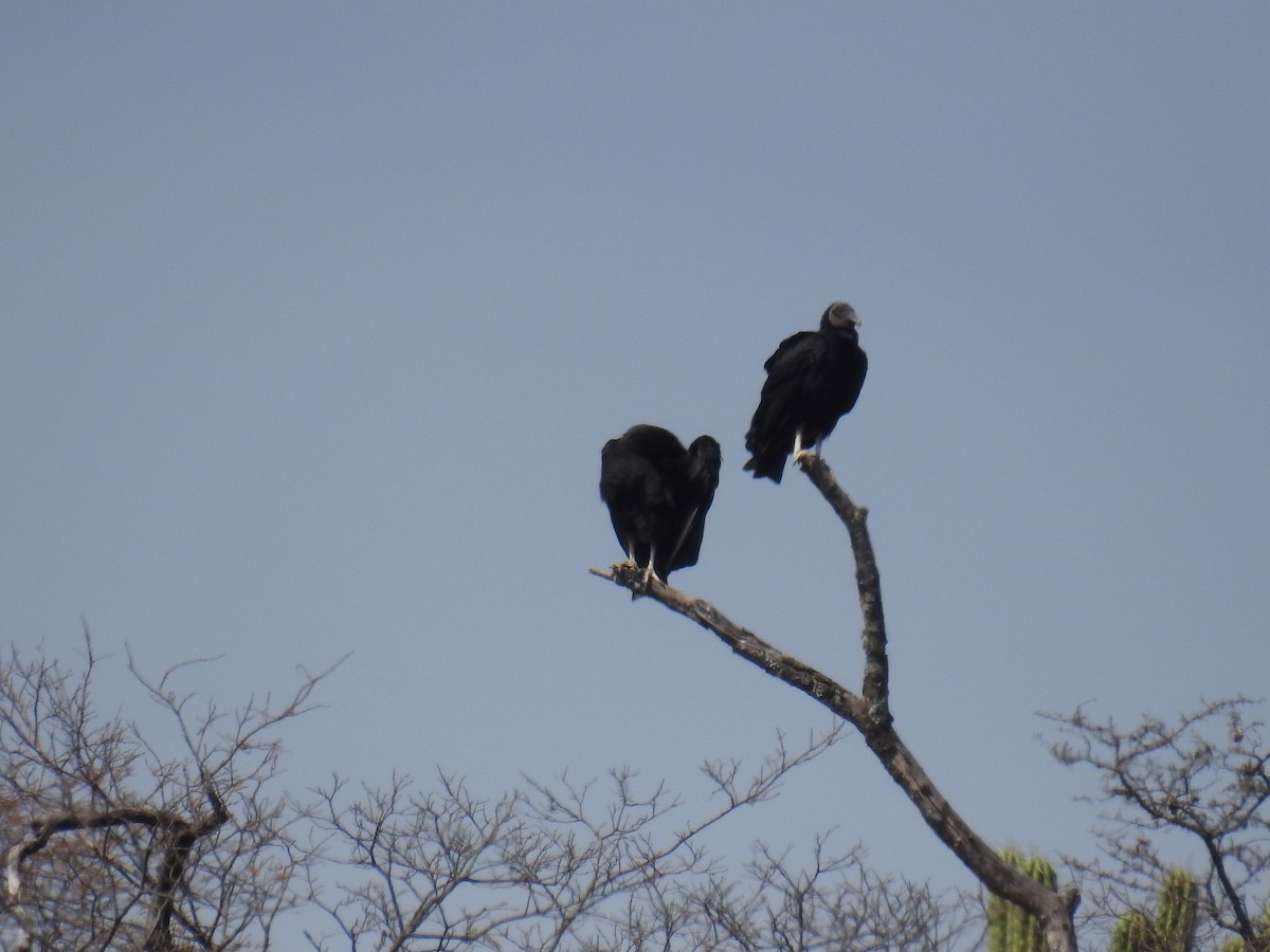 Black Vulture - ML641217909