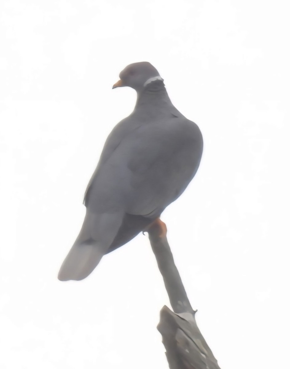 Band-tailed Pigeon - ML641217916