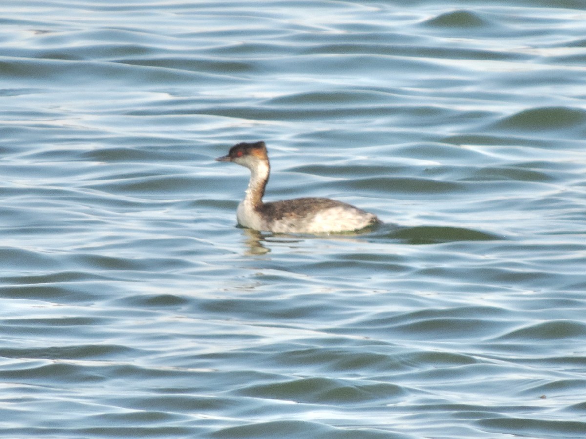 Horned Grebe - ML641217926
