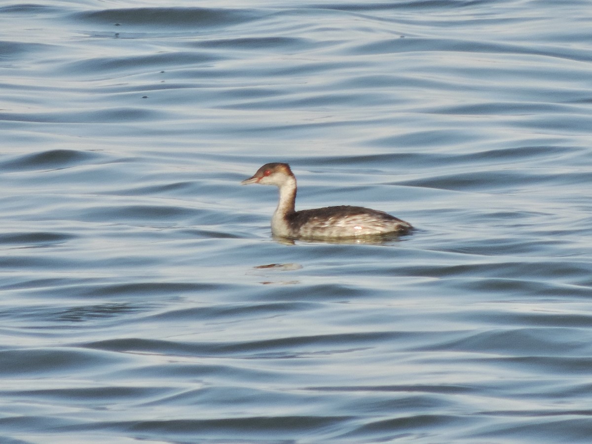 Horned Grebe - ML641217928