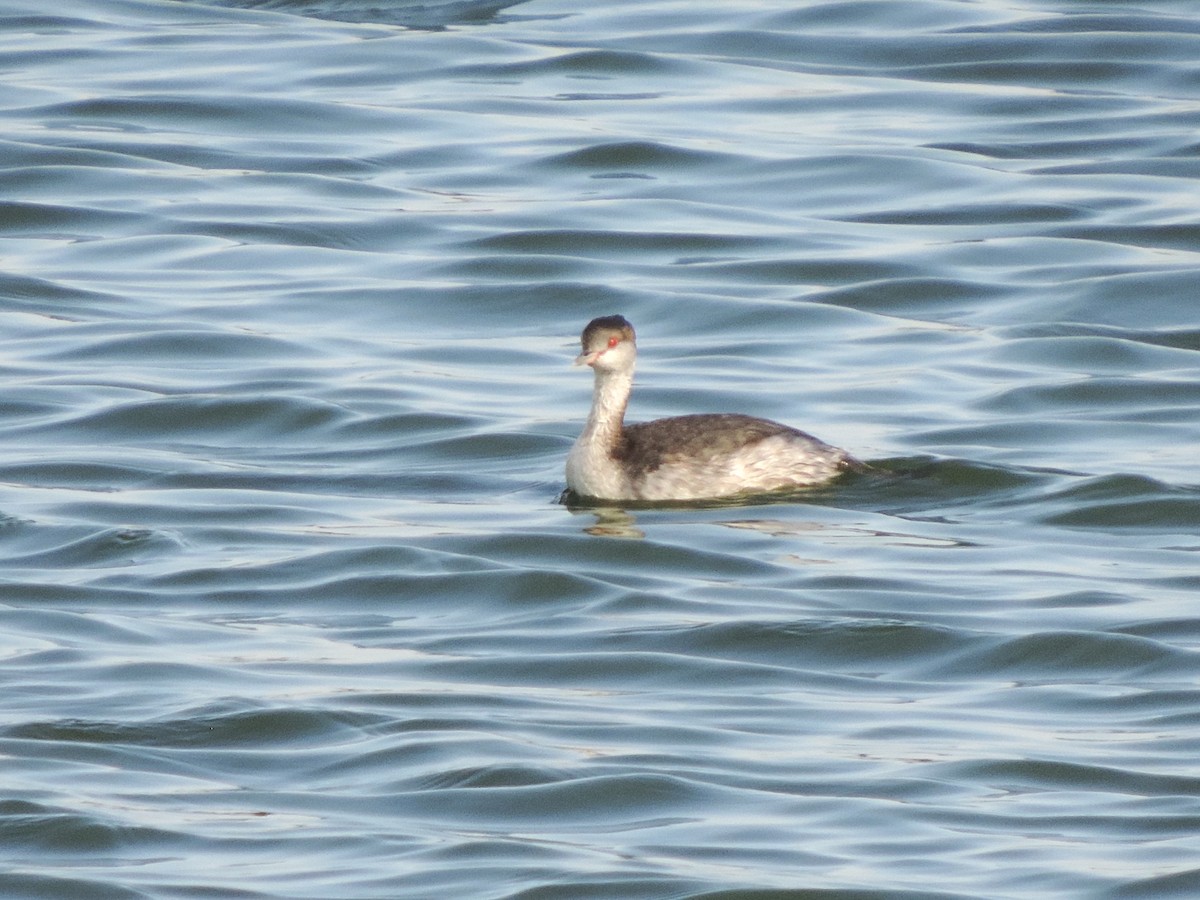 Horned Grebe - ML641217929