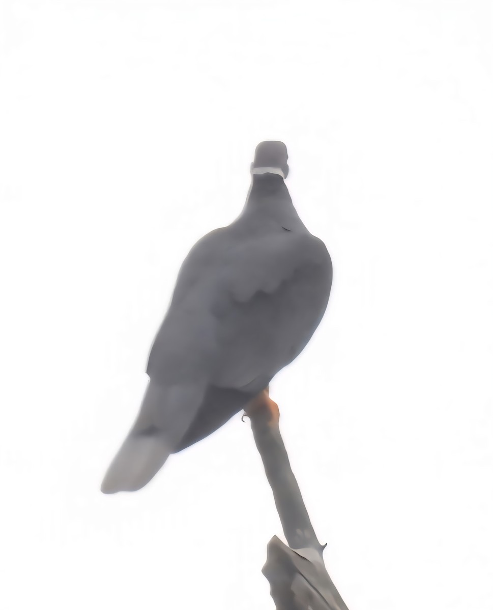 Band-tailed Pigeon - ML641217936