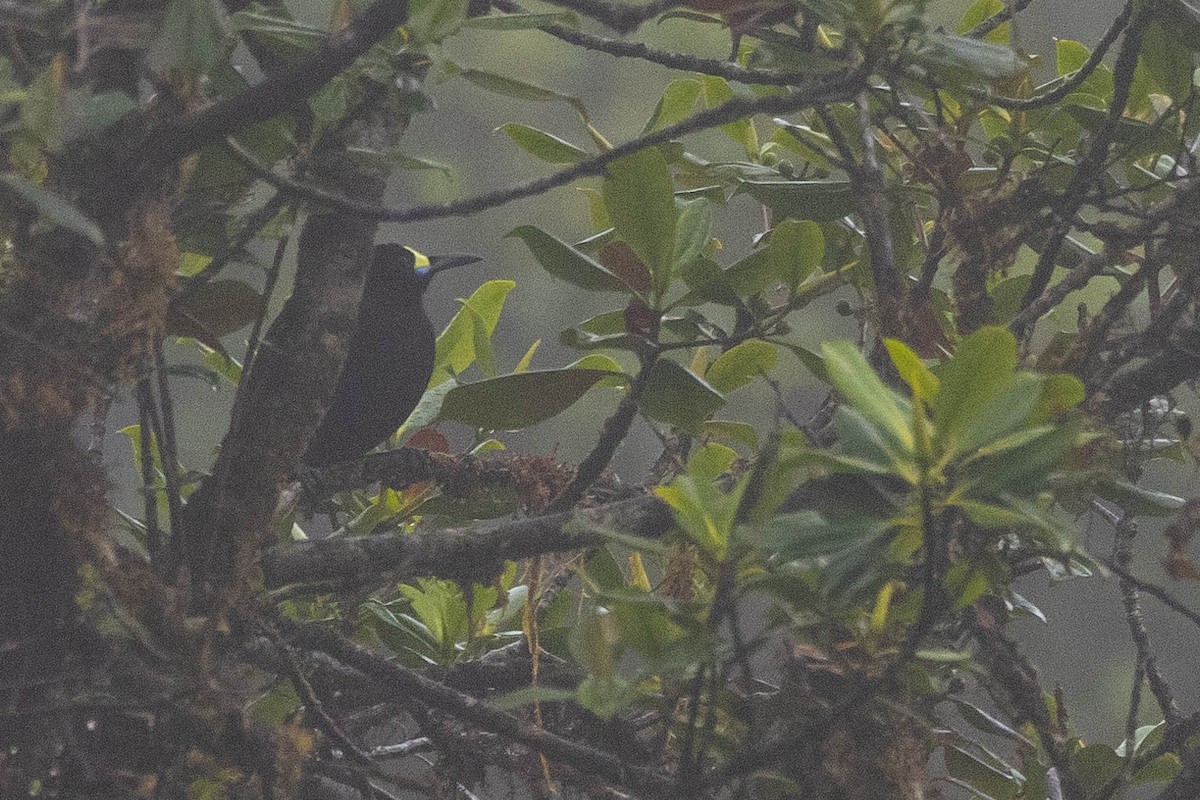 Short-tailed Paradigalla - ML641217947