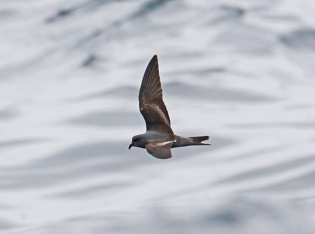 Ashy Storm-Petrel - ML641218064