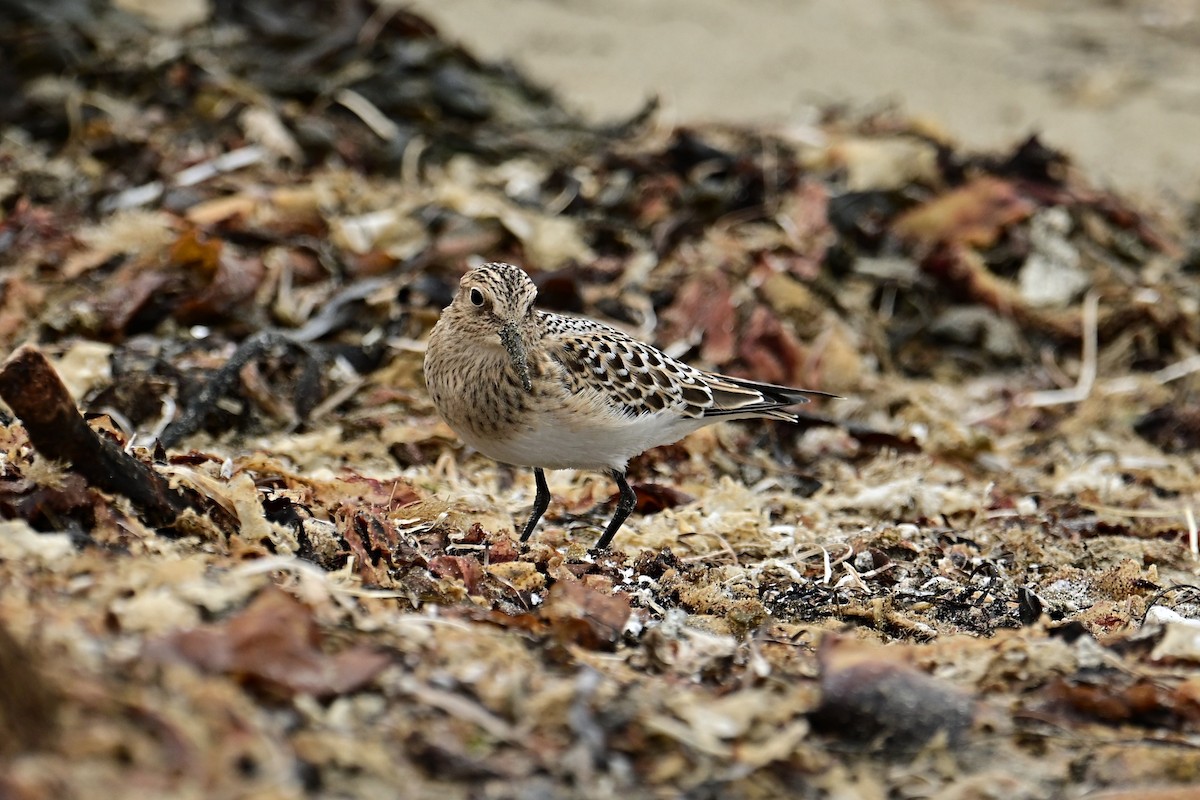 Baird's Sandpiper - ML641218077