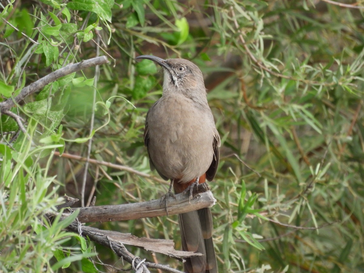 Crissal Thrasher - ML641218090