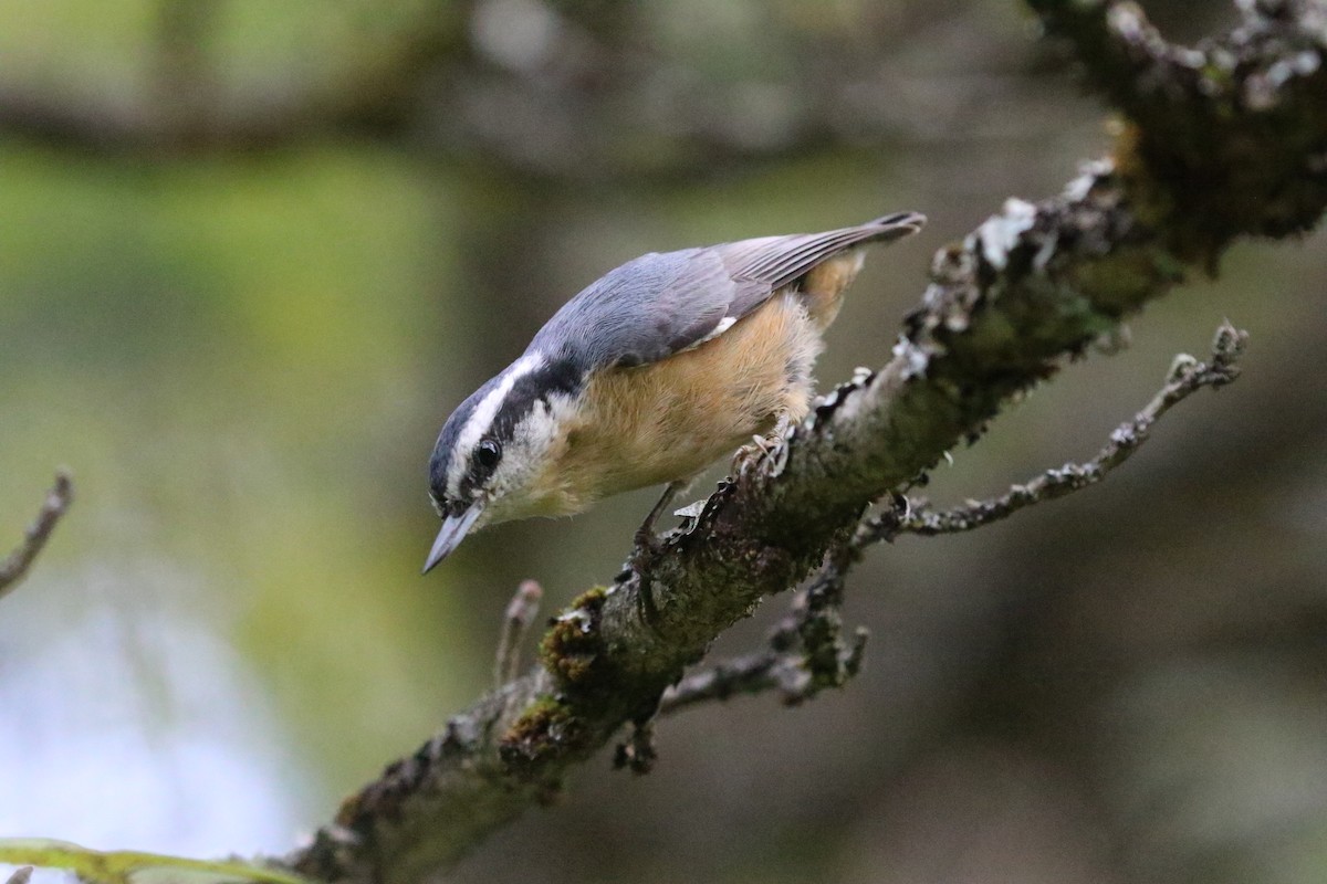 Red-breasted Nuthatch - ML641218154