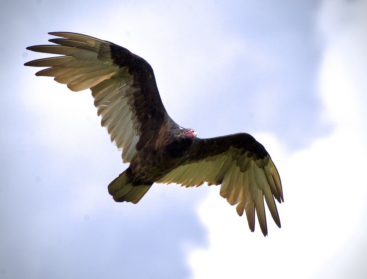 Turkey Vulture - ML641218194