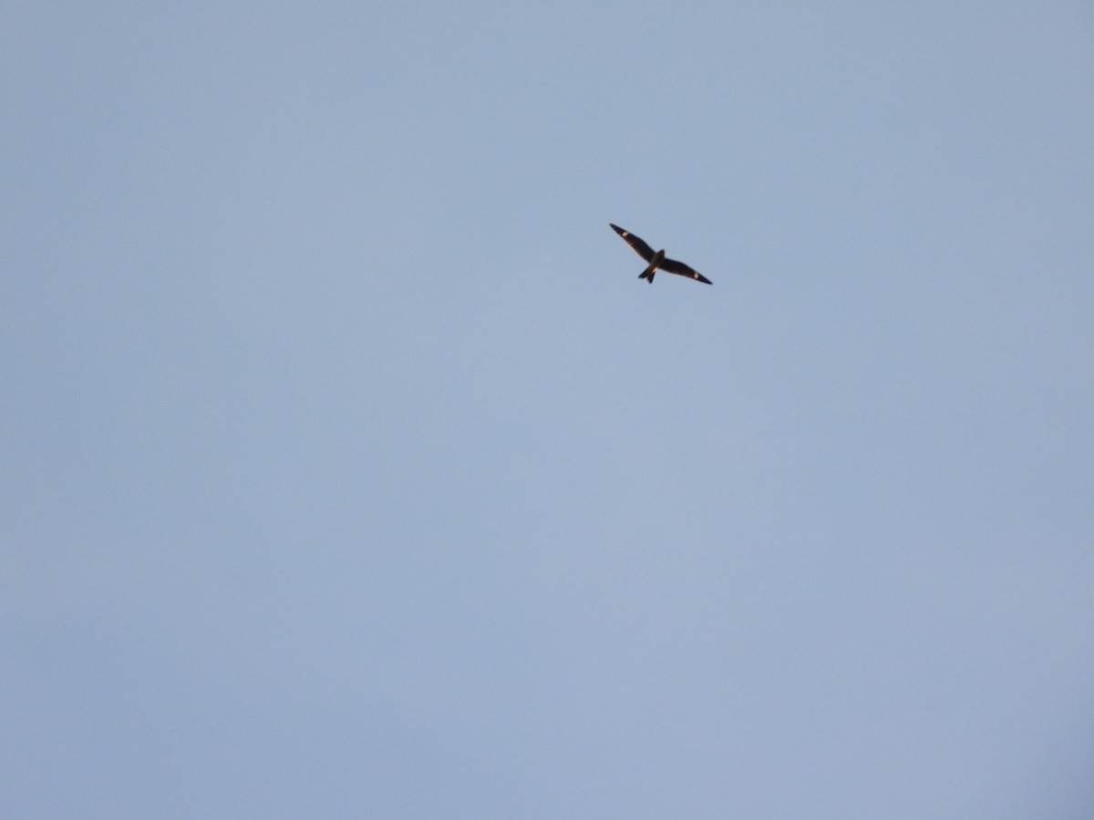 Common Nighthawk - ML641218196