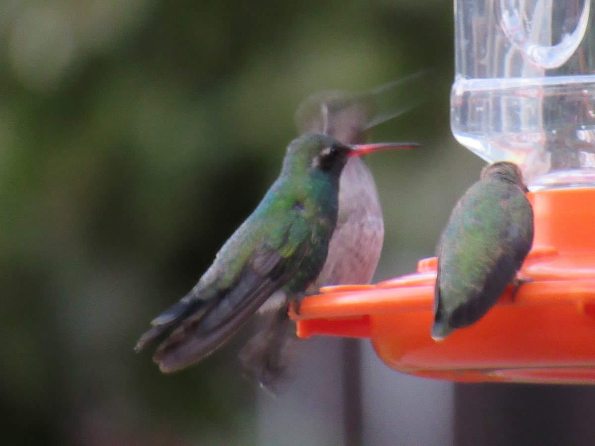 Broad-billed Hummingbird - ML641218202
