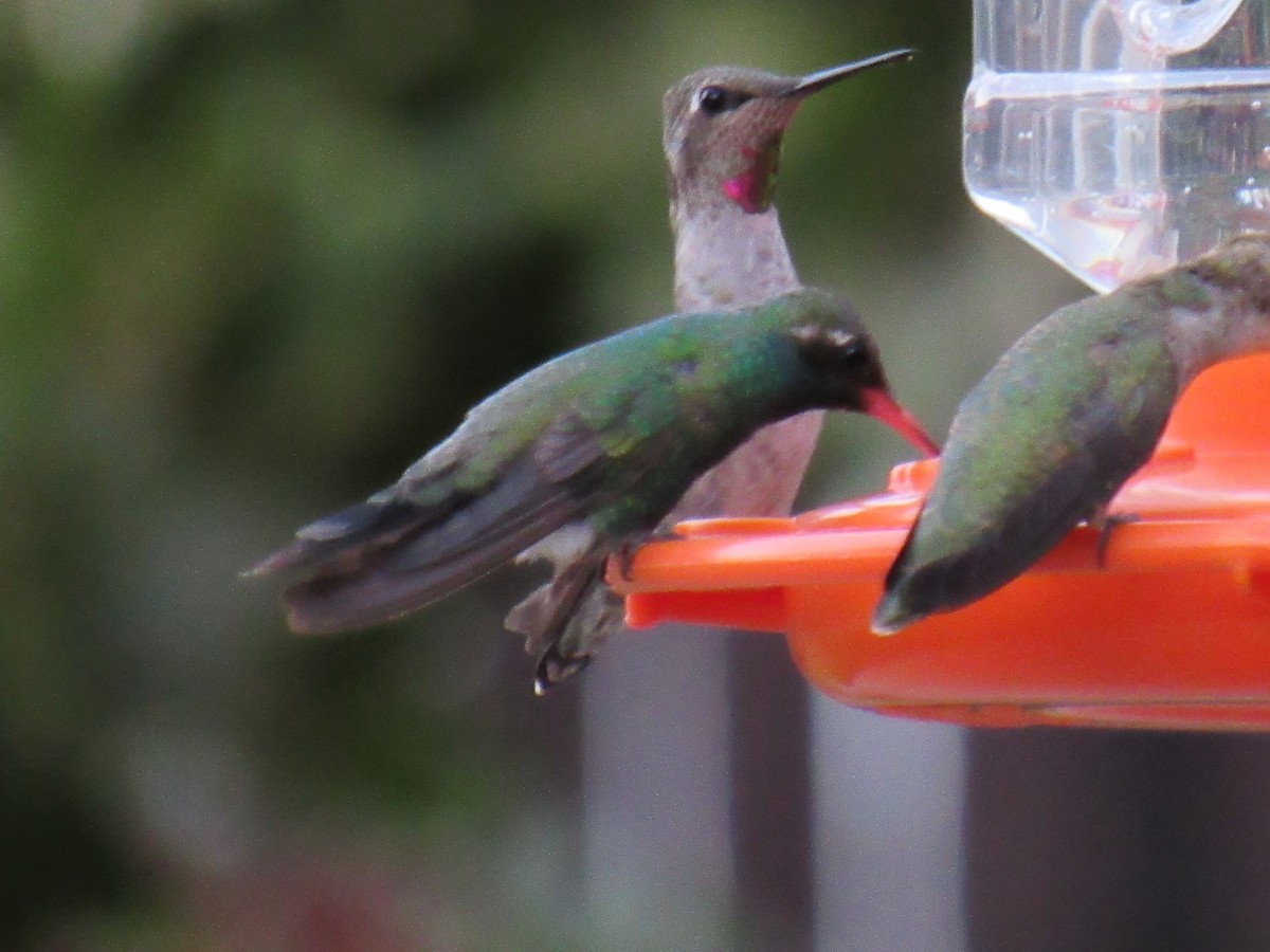 Broad-billed Hummingbird - ML641218203