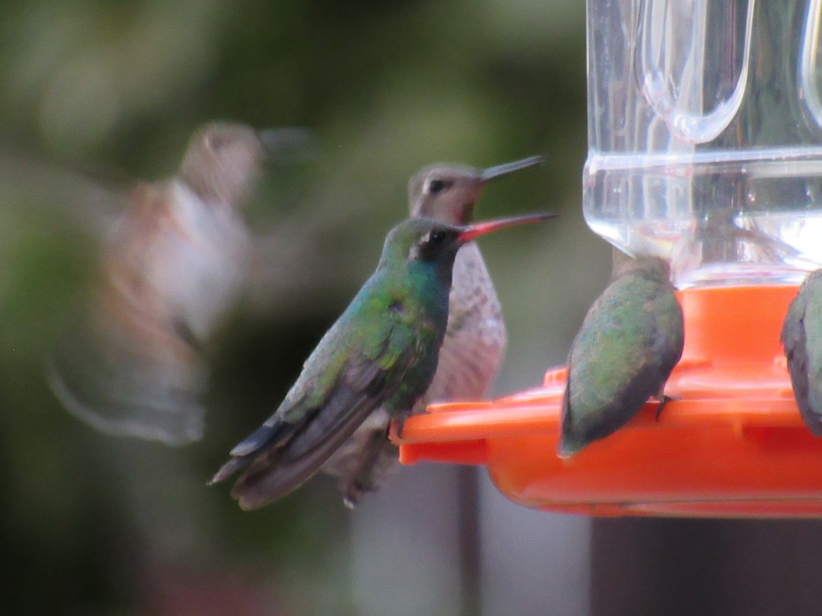 Broad-billed Hummingbird - ML641218204