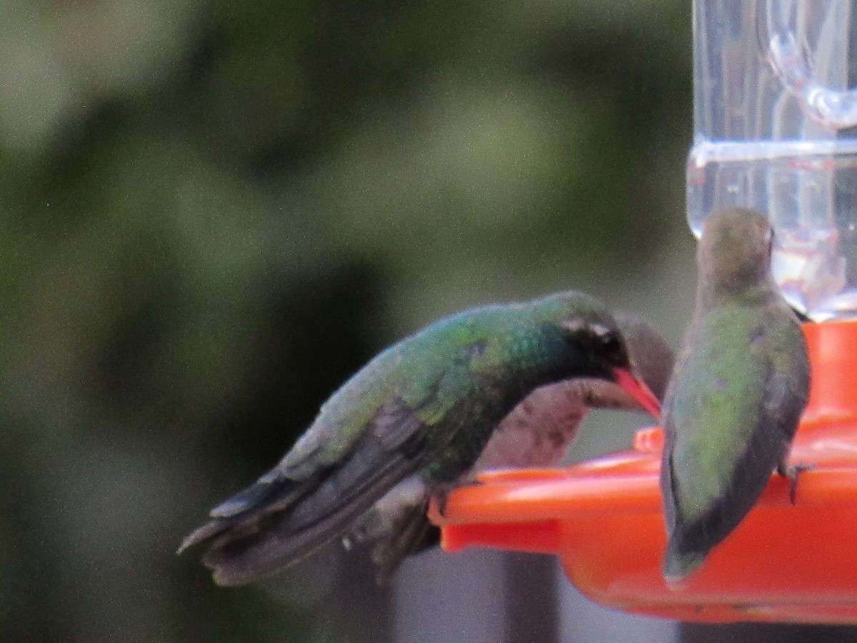 Broad-billed Hummingbird - ML641218205