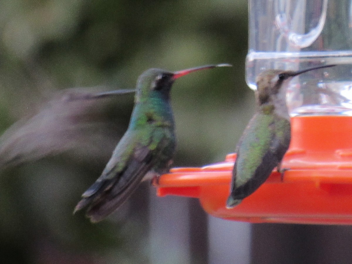 Broad-billed Hummingbird - ML641218207