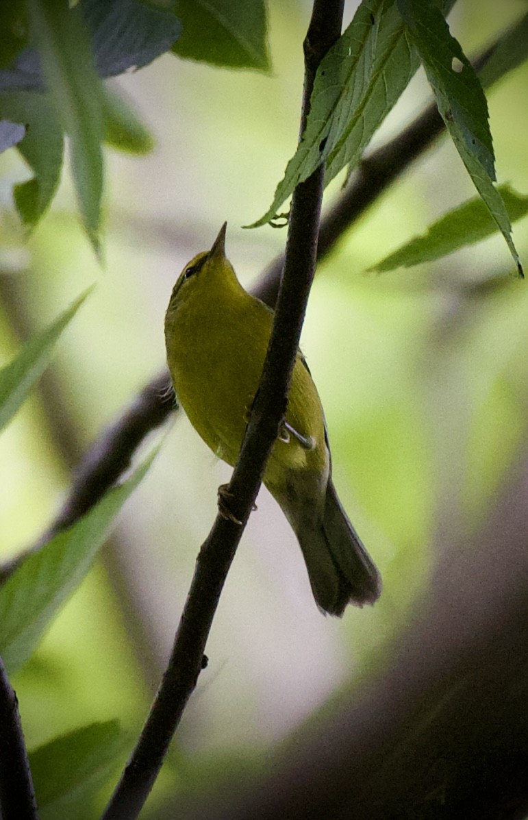 Blue-winged Warbler - ML641218230