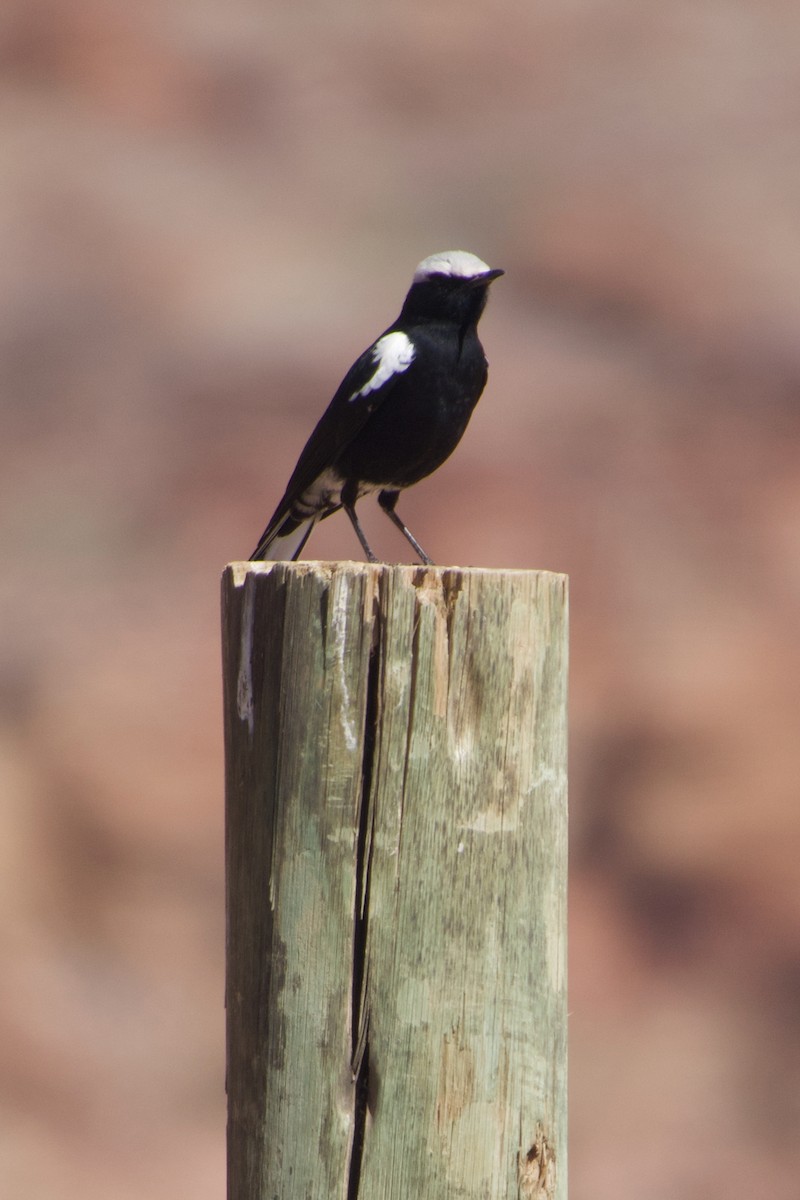 Mountain Chat - ML641218237