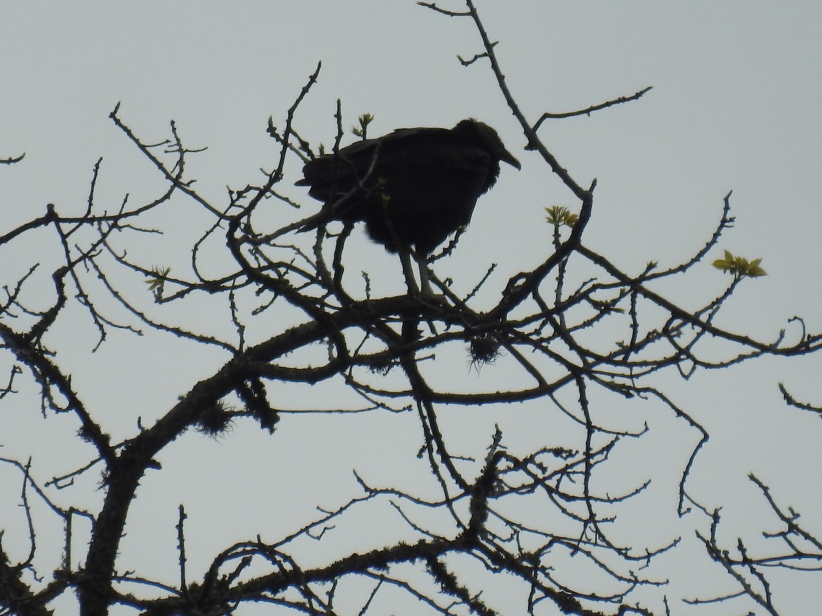 Black Vulture - ML641218246