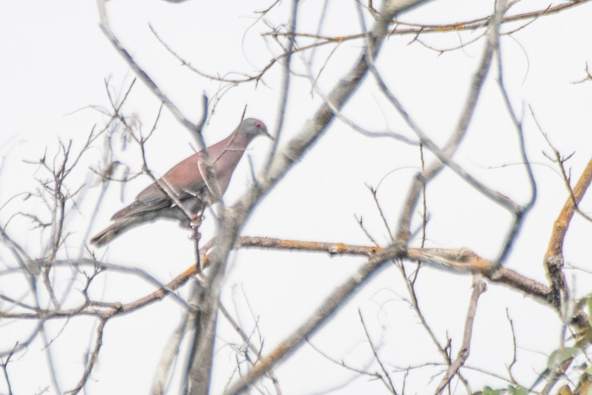 Pale-vented Pigeon - ML641218265