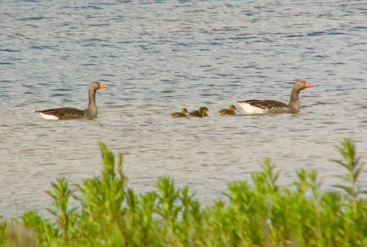 Graylag Goose - ML641218362