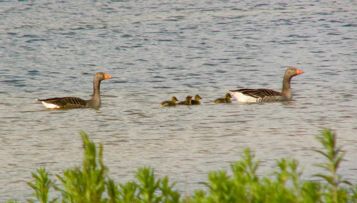 Graylag Goose - ML641218363