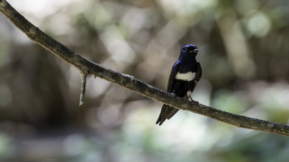 White-banded Swallow - ML641218388