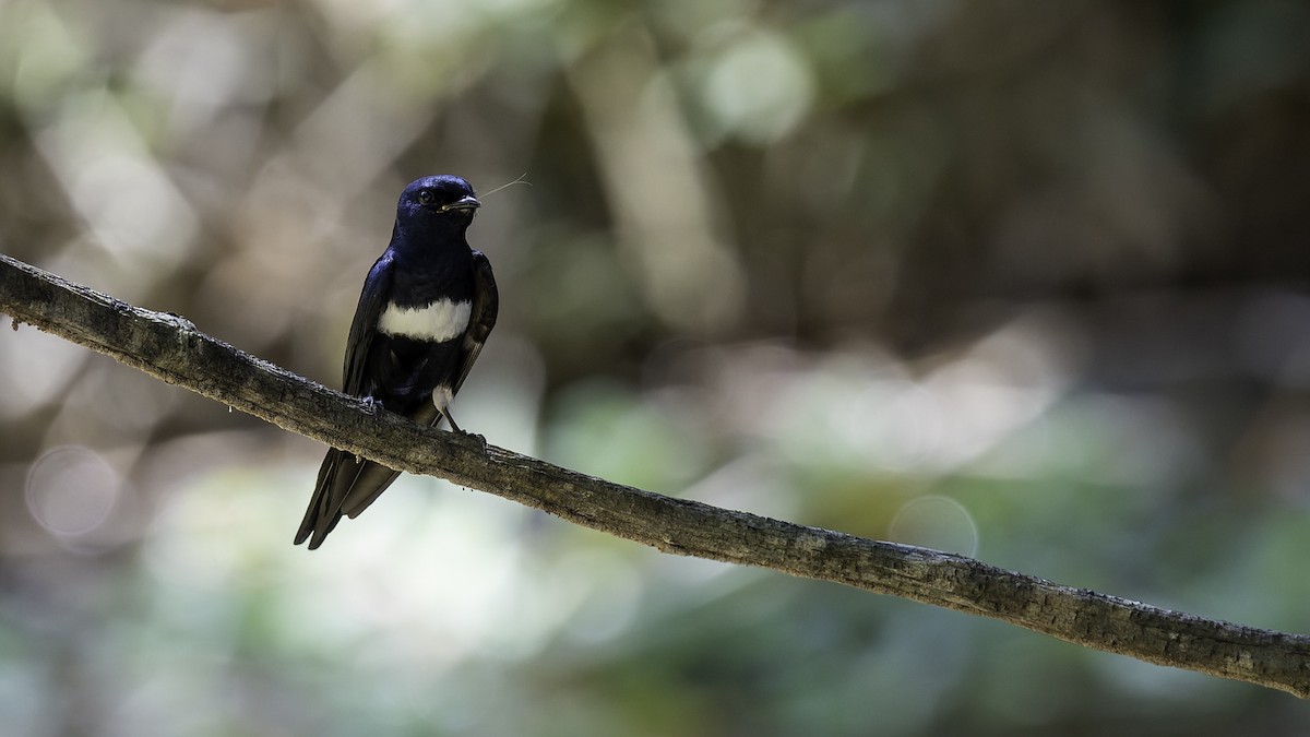 White-banded Swallow - ML641218392
