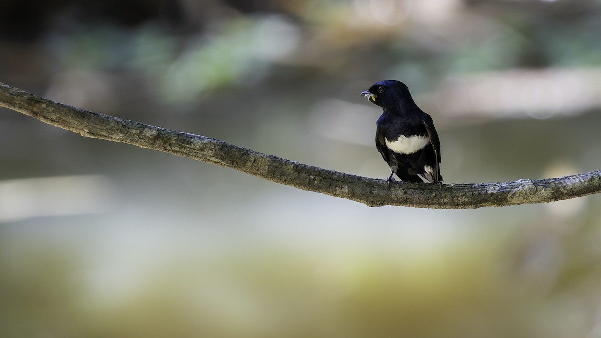 White-banded Swallow - ML641218399