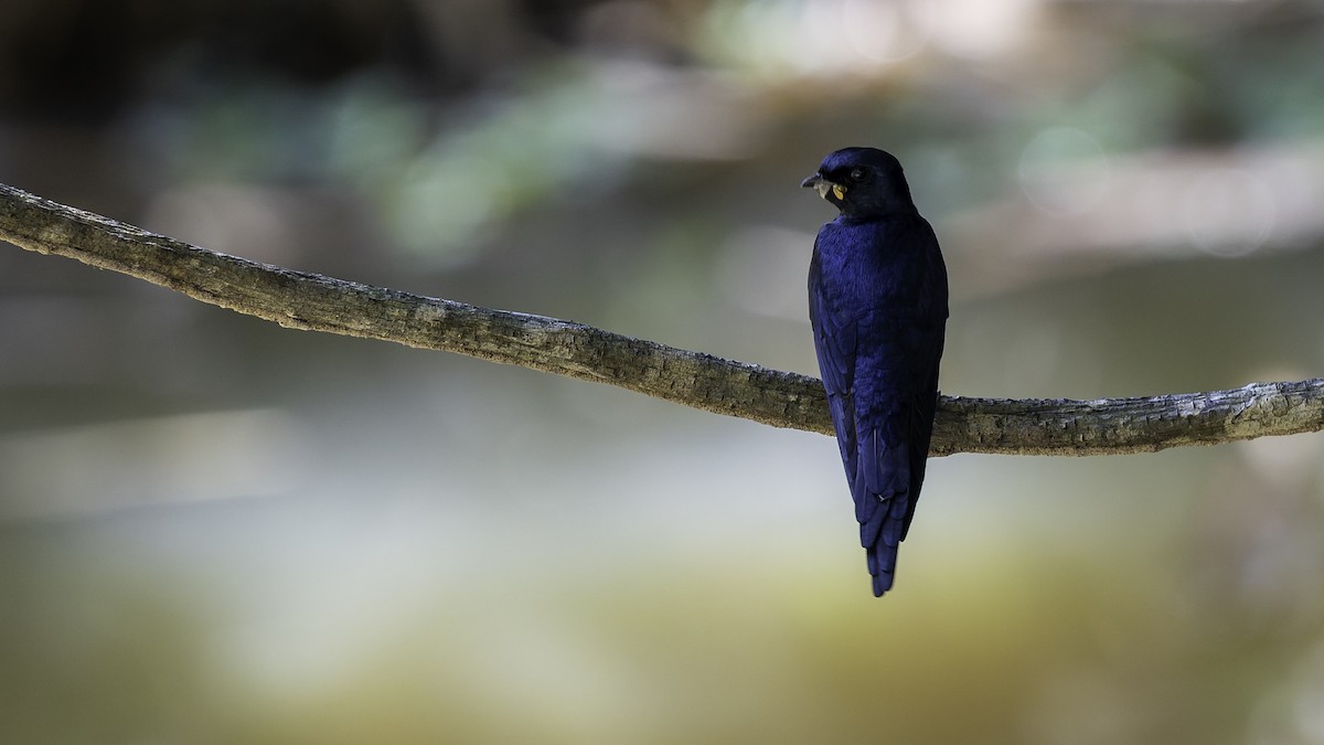 White-banded Swallow - ML641218406