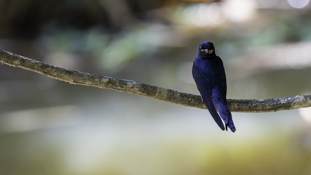 White-banded Swallow - ML641218430