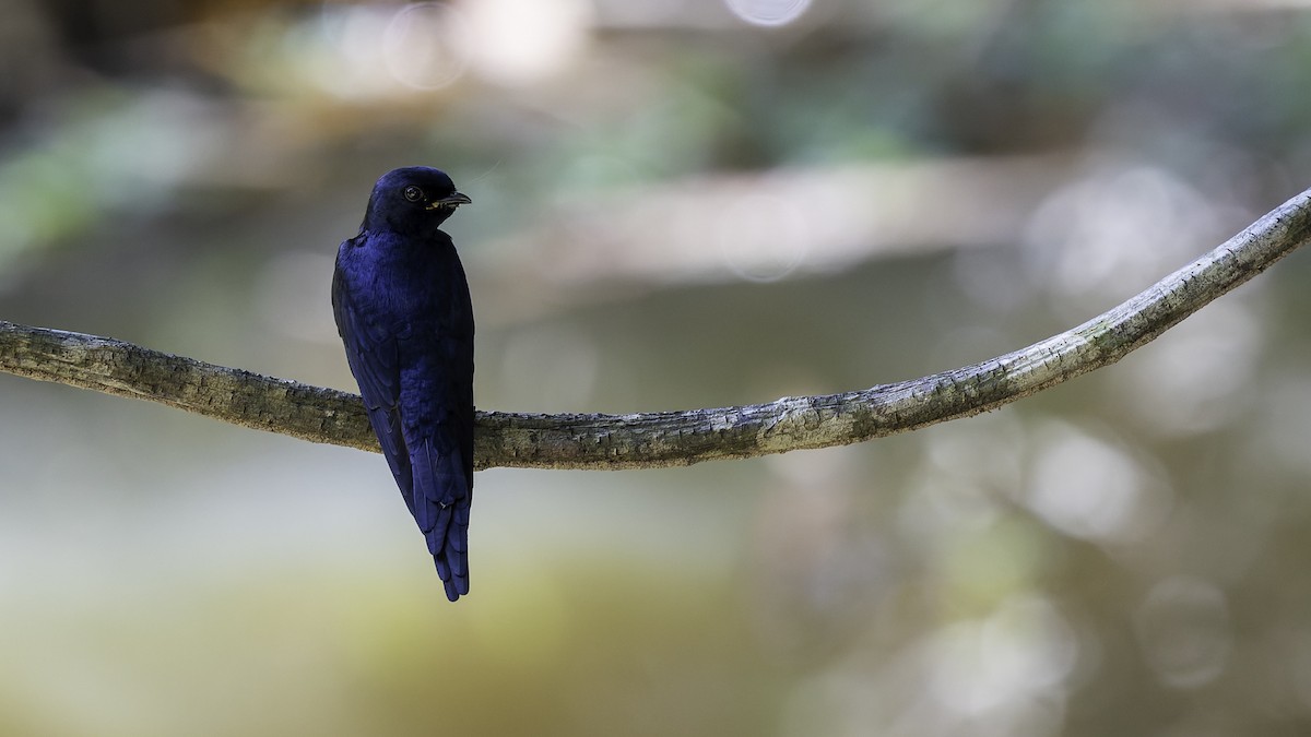 White-banded Swallow - ML641218433