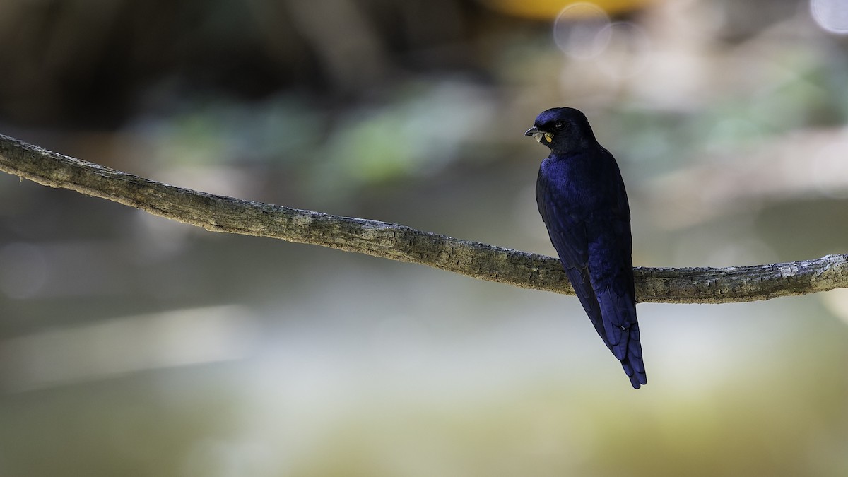 White-banded Swallow - ML641218438