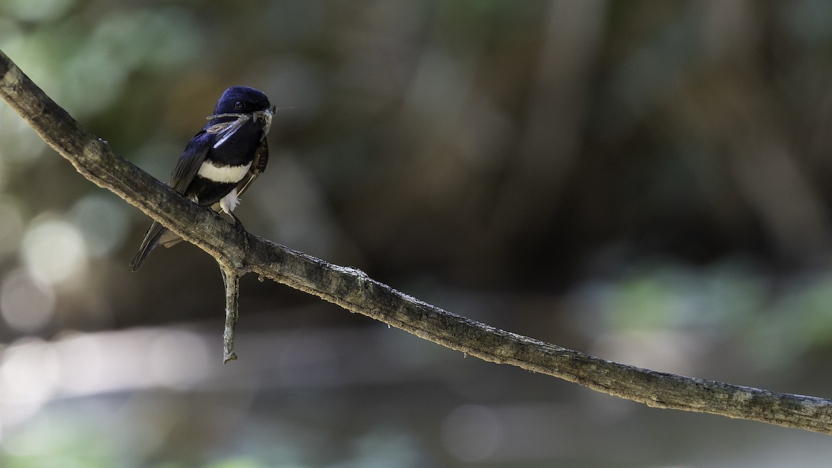White-banded Swallow - ML641218446