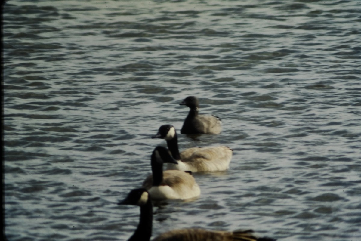 Brant (Black) - ML641218449