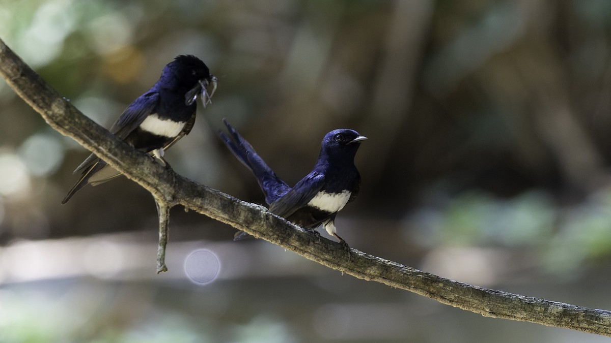 White-banded Swallow - ML641218450
