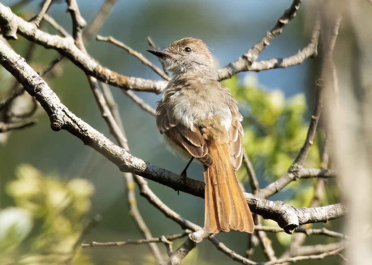 Ash-throated Flycatcher - ML641218457