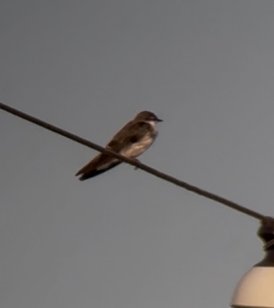 Bank Swallow - ML641218459