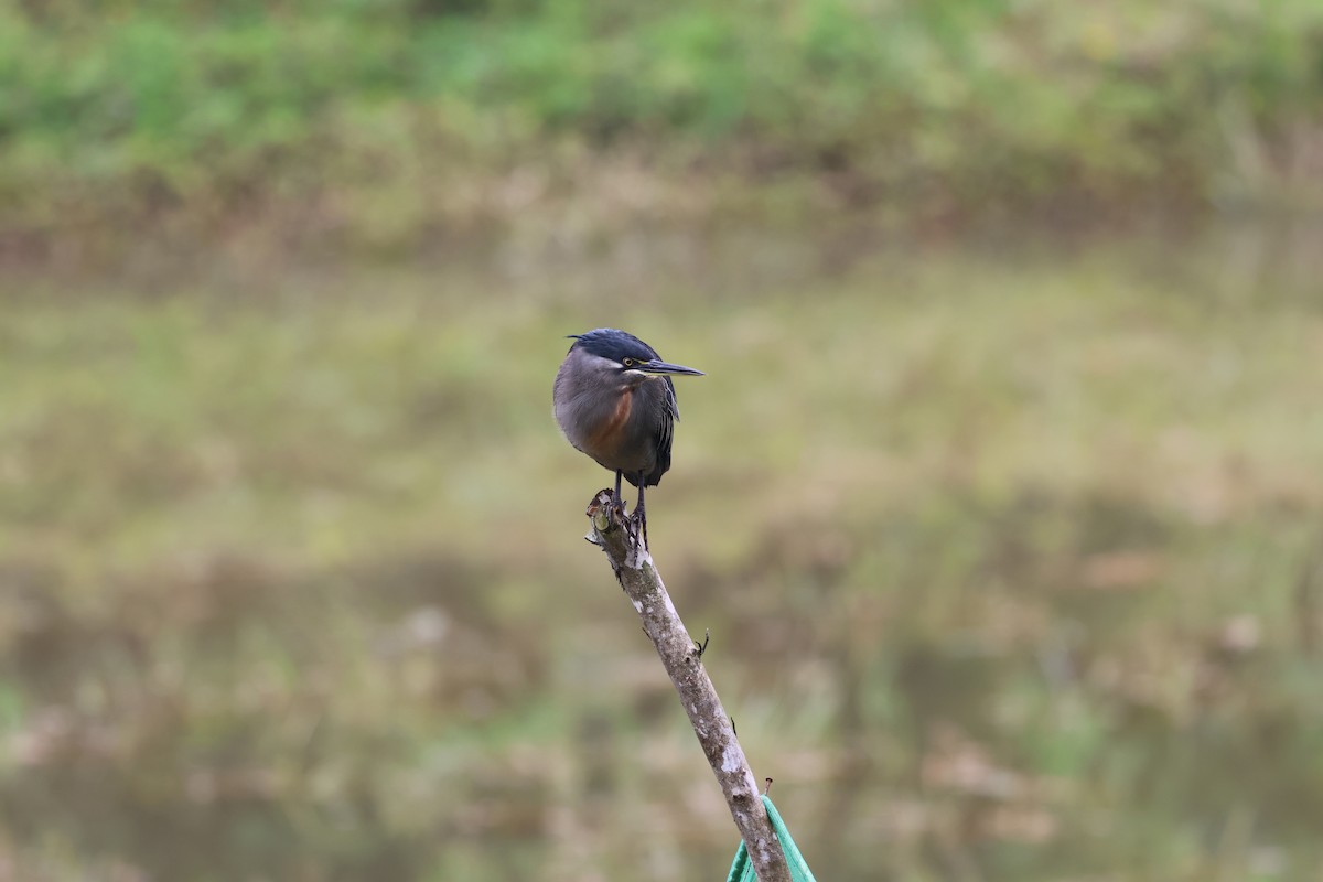 Striated Heron - ML641218478