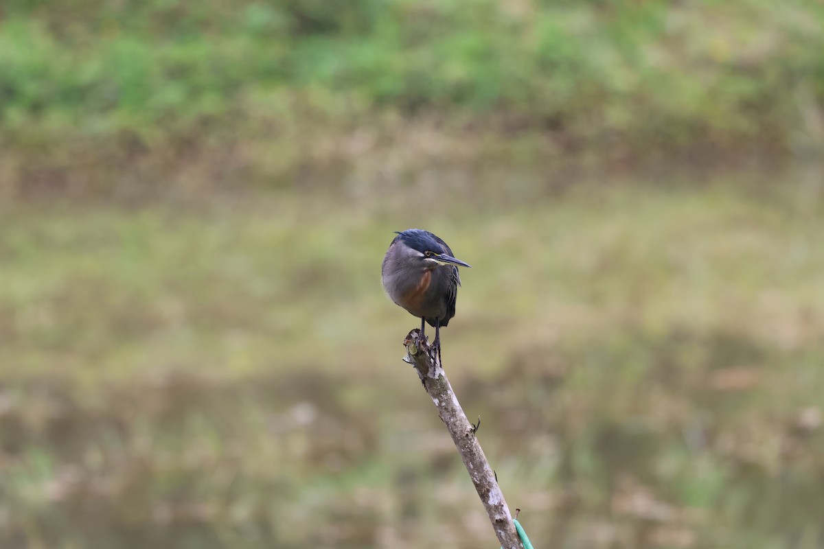 Striated Heron - ML641218491