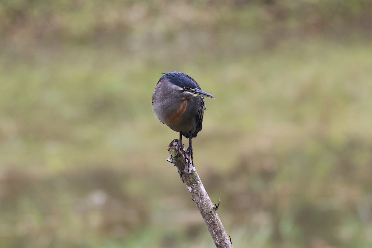Striated Heron - ML641218499