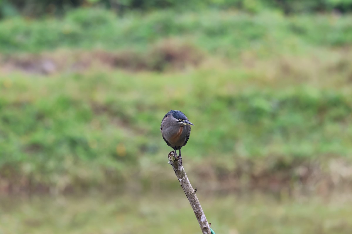 Striated Heron - ML641218522