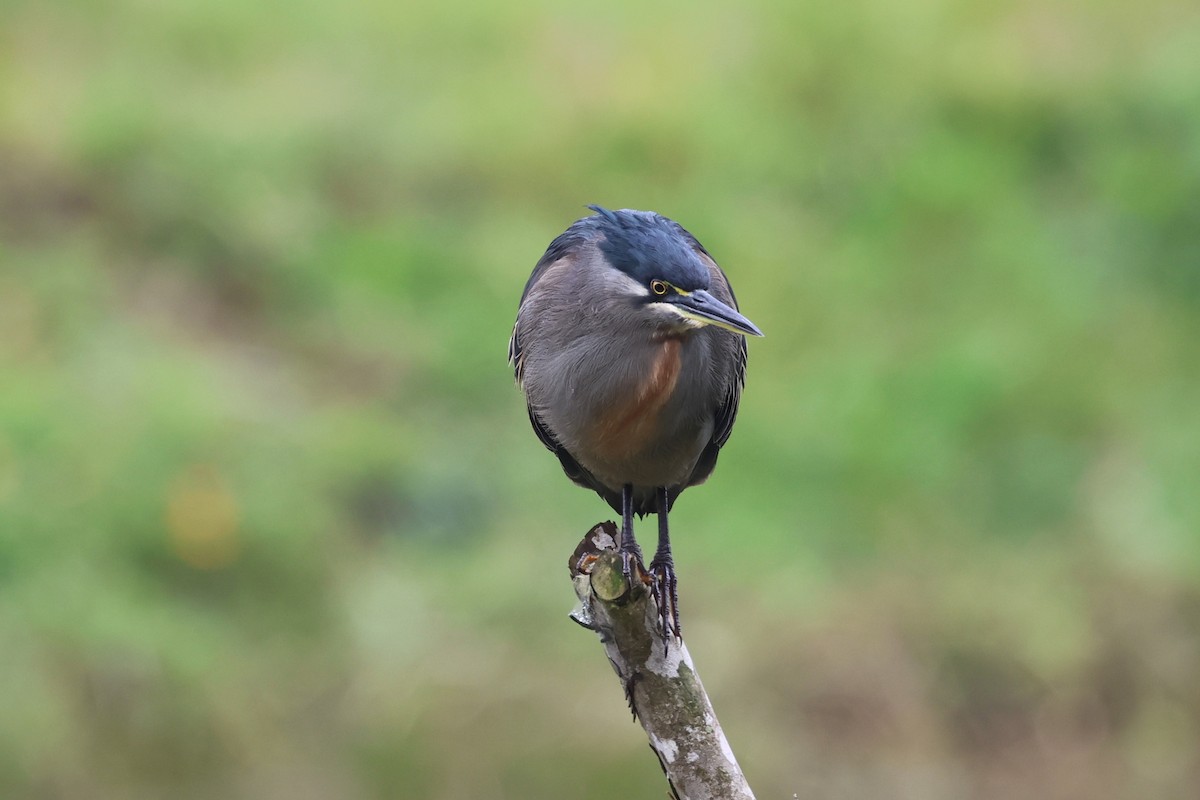 Striated Heron - ML641218527