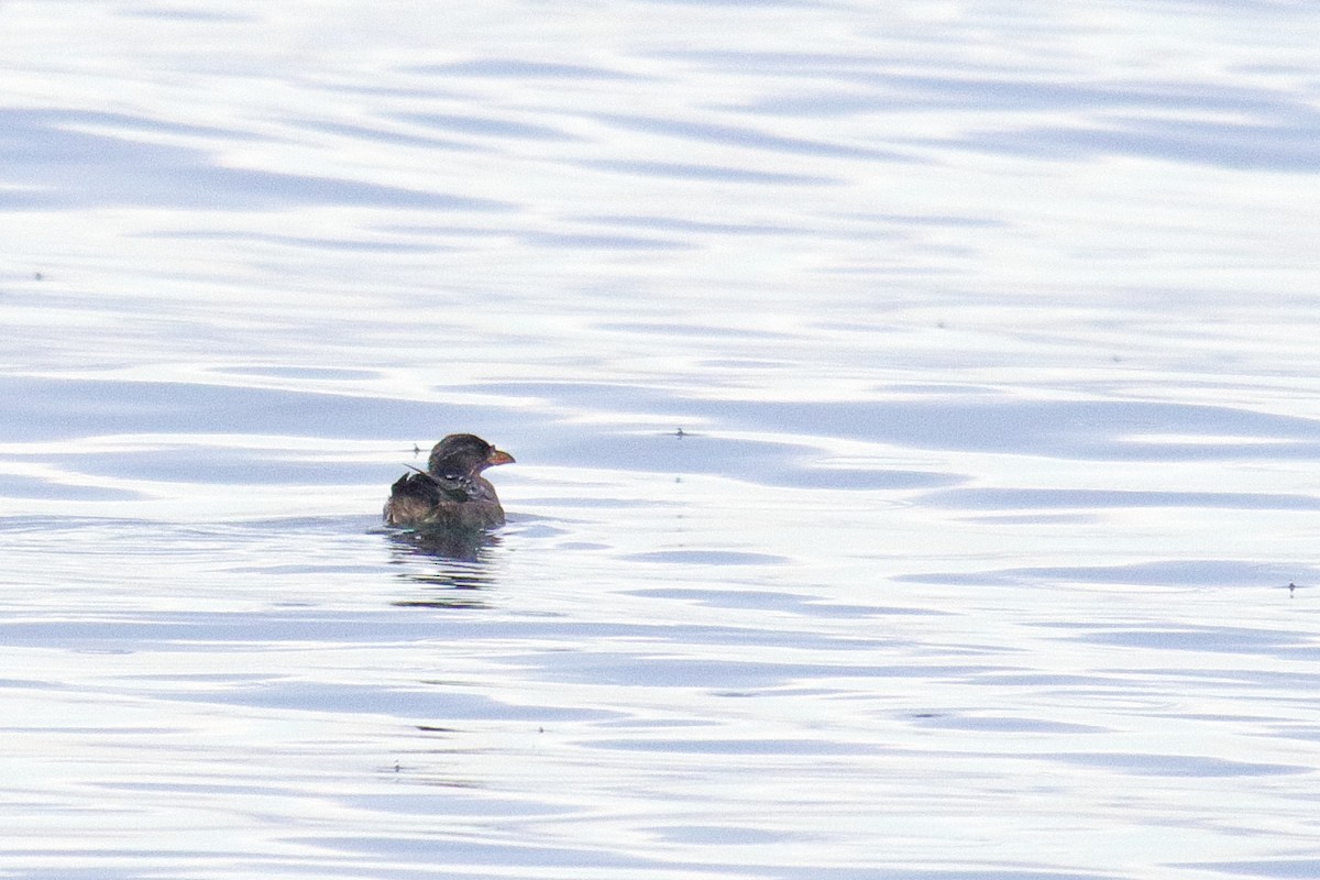 Rhinoceros Auklet - ML641218557