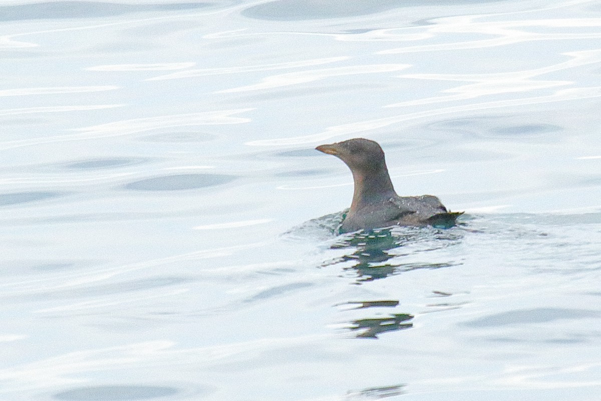 Rhinoceros Auklet - ML641218558