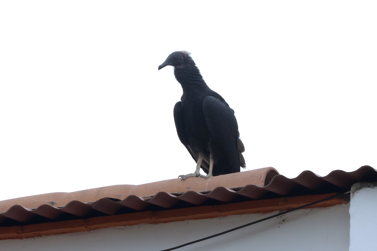 Black Vulture - ML641218626